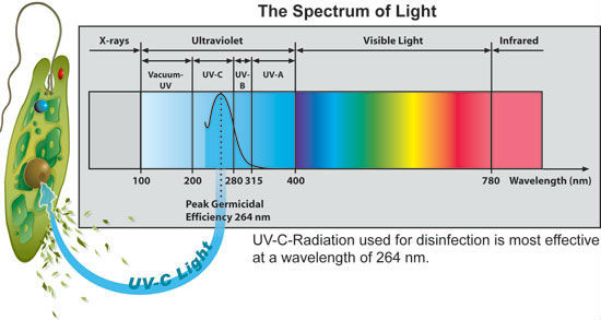 Lâmpada UV UVC batericidal germicida da esterilização 17/36/37/41w U do tubo o mais atrasado do criador T5 T6 T8
